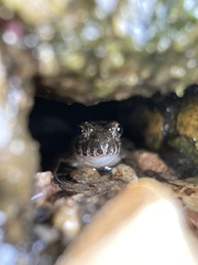 Fejervarya kawamurai