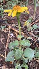 Tithonia rotundifolia