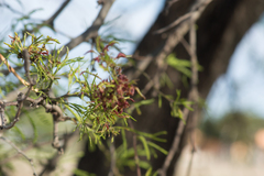 Prosopis caldenia