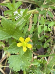 Ranunculus muricatus