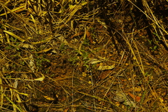 Listia bainesii