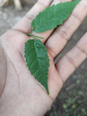 Maclura tinctoria