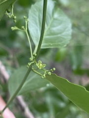 Pristimera longipetiolata