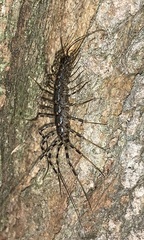 Scutigeromorpha