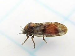 Pachypsylla celtidismamma