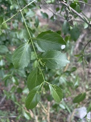 Pristimera longipetiolata