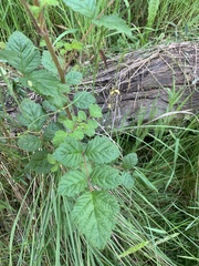 Rubus parvifolius