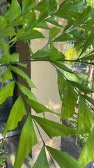 Caryota