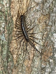 Scutigeromorpha