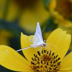 Diaphania costata