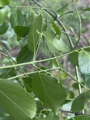 Pristimera longipetiolata