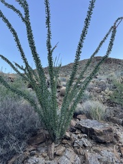 Fouquieria splendens splendens