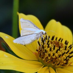 Diaphania costata