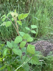 Rubus parvifolius