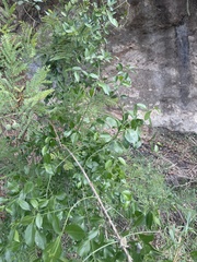 Pristimera longipetiolata