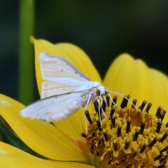Diaphania costata