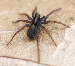Pardosa
