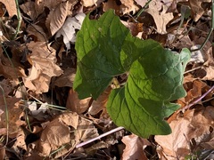 Hydrophyllum canadense