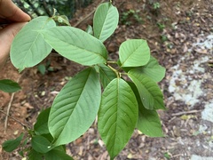 Terminalia acuminata