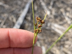 Rhynchospora recognita