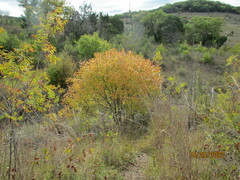 Fraxinus pennsylvanica