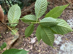 Terminalia acuminata