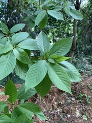 Terminalia acuminata