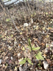 Anemone virginiana