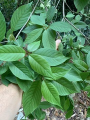 Terminalia acuminata