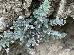 Myriopteris parryi