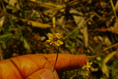 Listia bainesii