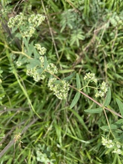 Euphorbia lasiocarpa