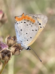 Lycaena phlaeas daimio