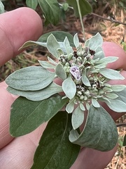 Pycnanthemum albescens