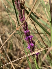 Liatris acidota