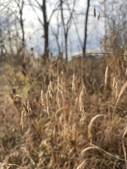 Bromus kalmii
