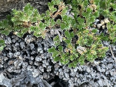 Selaginella eremophila