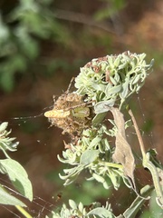 Pycnanthemum albescens