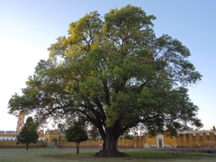 Fraxinus uhdei