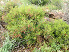 Dodonaea lobulata