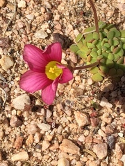 Oxalis inaequalis