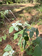 Pycnanthemum albescens