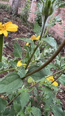 Tithonia rotundifolia