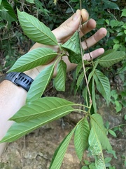 Terminalia acuminata