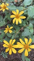 Tithonia rotundifolia