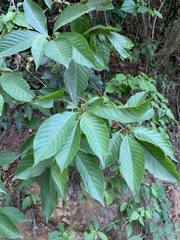 Terminalia acuminata