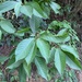 Terminalia acuminata - Photo (c) Diego Monsores, some rights reserved (CC BY-NC), uploaded by Diego Monsores
