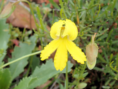 Goodenia arguta