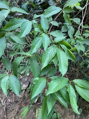 Terminalia acuminata