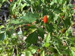 Capsicum annuum